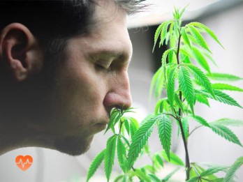 Детоксикация от марихуаны в Лямбире